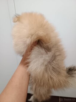 Pomeranian mini - 5