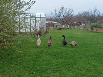 indický běžec / pekingská kachna - 5