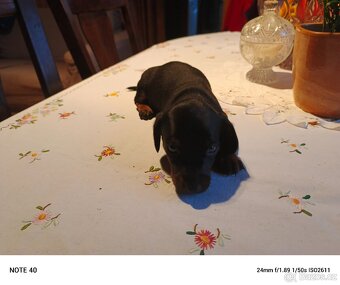 Trpasličí jezevčík - 5