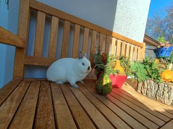 Zakrslá samička siam - 5