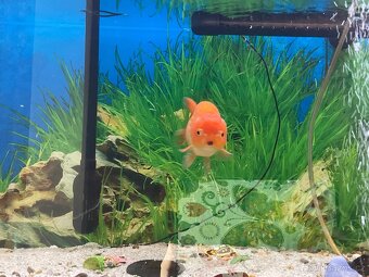 Závojnatky ORANDA Lví hlava+RANCHU XXL - 5