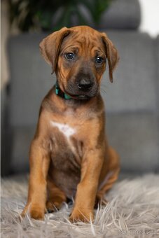 Rhodéský ridgeback - 5