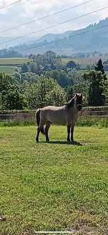 Pony valach - 5
