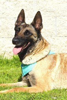 Malinoiska Naomi hledá domov - 5