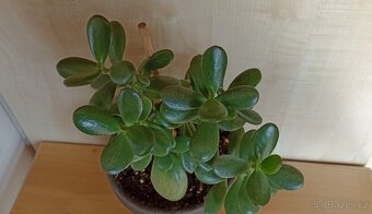 Tlustice vejčitá (crassula ovata) - 5