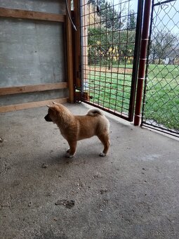 Shiba inu štěňata - 5
