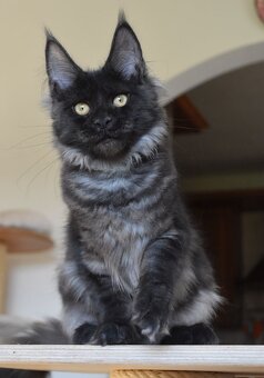 Mainská mývalí koťátka s PP - 5