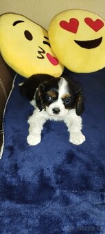 Cavalier king Španiel - 5
