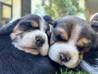 Beagle - 5