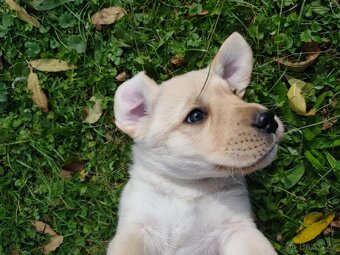 Labrador retrívr - 5