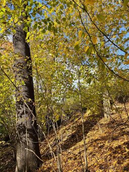Prodám lesní pozemek na k. ú. Mikulovice u Jeseníka - 5