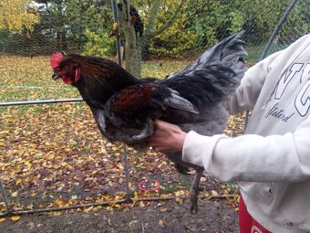 Velký kohout 3x - 5