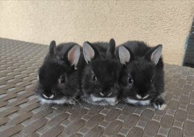 Zakrslý králík bîlopesíkatý (samička, sameček) - 5