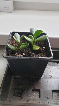 Odnože sukulentu Crassula muscosa - 5
