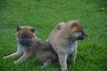 Shiba inu s průkazem původu - 5