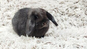 Zakrslý beránek, králíček, králík - BIBI - 5