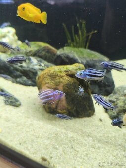 Tlamovci (melanochromis maingano) - 5