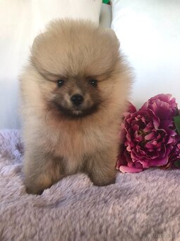 Pomeranian s p.p - 5