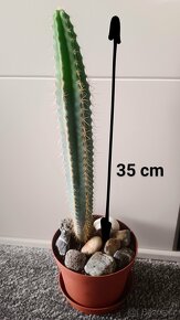 PRODÁM: Kaktus. Výška: 40 cm - 5