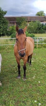 Prodám klisnu QH - 5