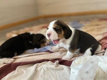 Štěňátko beagle s pp - 5