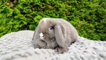 Zakrslý beránek, králíček, králík - ŇUFÍK - 5