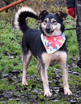 ELVIRA K ADOPCI - 2 ROKY, MILÁ, PŘÁTELSKÁ,KONTAKTNÍ - 5