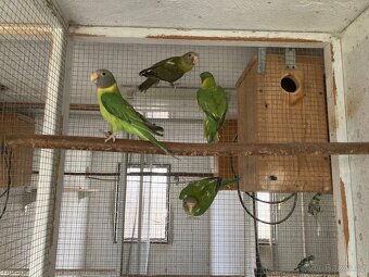 Alexandr rudohlavý - 5