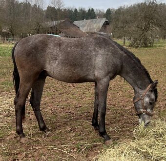 Welsh part bred dvouletý hřebeček - 5