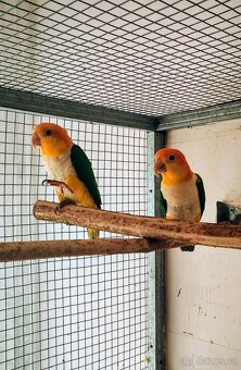 Amazonek bělobřichy - 5