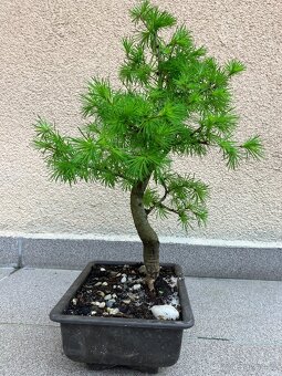 Bonsai, Bonsaj, jamadori, modřín - 5