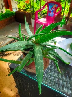 Prodám sazenice Aloe Vera - 5