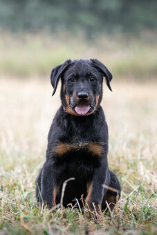 Beauceron - francouzský ovčák s PP - 5