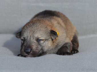 Československý vlčák - 5