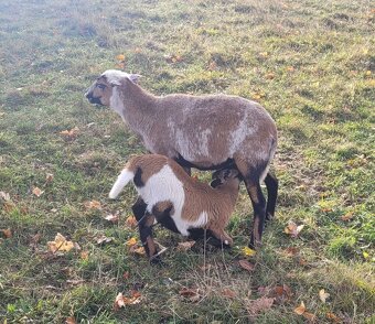 Kamerunská ovce - beránek - 5