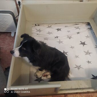 Border kolie s PP - 5