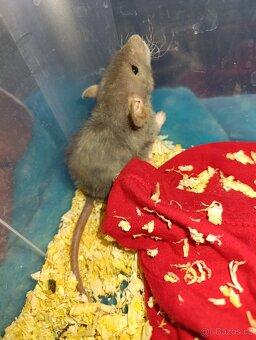 Potkani kluci a holky 19.12 možný dovoz Brno,Opava.. - 5