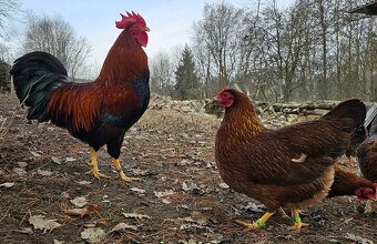 Zdr. Velsumka rezavě koroptví - 5