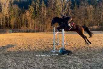 Prodám/vyměním top klisnu - 5