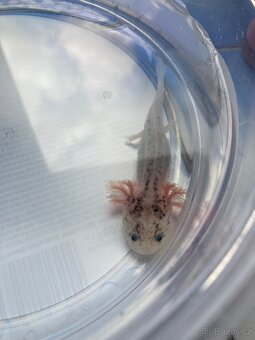 Axolotl - 5
