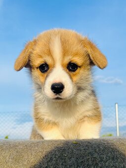Welsh corgi pembroke s PP (FCI) - 5