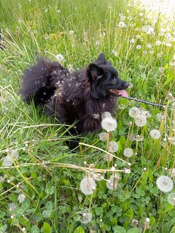 Pomeranian/ malý německý špic, fenečka. - 5