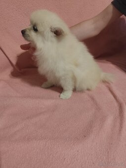 Špic pomeranian štěňátka - 5