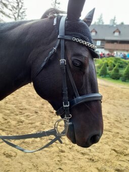 Quarter horse - 5