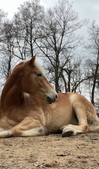 Prodám haflinga - 5