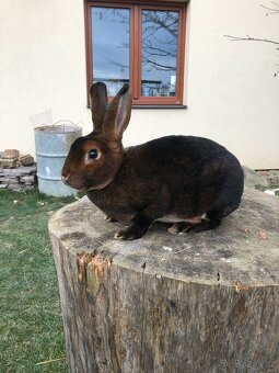 Prodám samce a samici plemene kastorex - 5