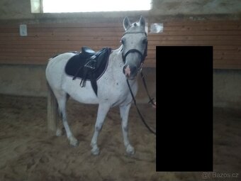 PONY kožená ohlávka, podsedlovky, bederka - 5