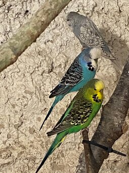 Výstavní andulky - 5