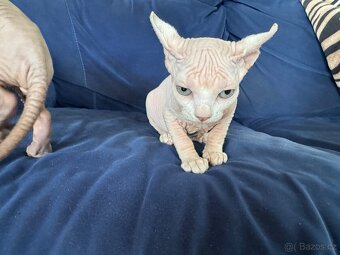 Kočička Sphynx - Elf - 5