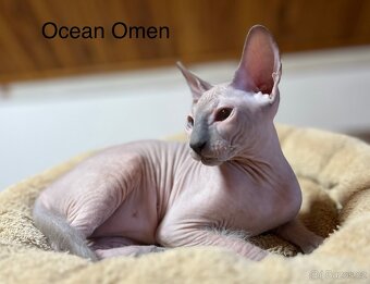 Don Sphynx s prukazem původu - 5